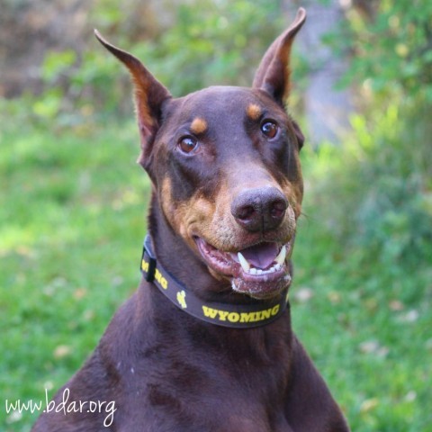 Marco, an adoptable Doberman Pinscher in Cheyenne, WY, 82009 | Photo Image 1