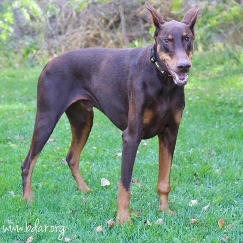 Marco, an adoptable Doberman Pinscher in Cheyenne, WY, 82009 | Photo Image 2