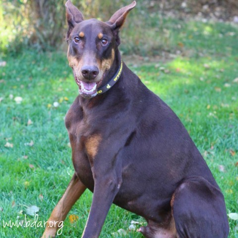 Marco, an adoptable Doberman Pinscher in Cheyenne, WY, 82009 | Photo Image 4