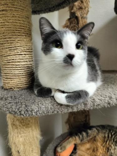 Ollie, an adoptable Domestic Short Hair in Parlier, CA, 93648 | Photo Image 1