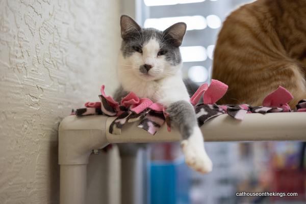 Ollie, an adoptable Domestic Short Hair in Parlier, CA, 93648 | Photo Image 3
