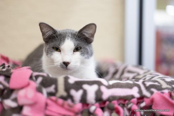 Ollie, an adoptable Domestic Short Hair in Parlier, CA, 93648 | Photo Image 3