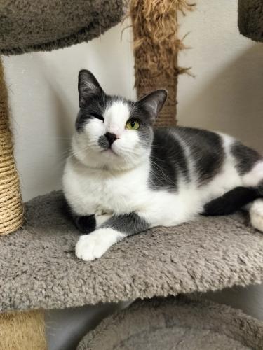 Ollie, an adoptable Domestic Short Hair in Parlier, CA, 93648 | Photo Image 4