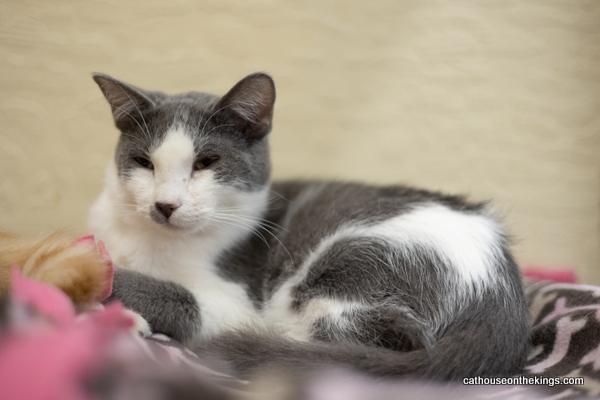 Ollie, an adoptable Domestic Short Hair in Parlier, CA, 93648 | Photo Image 6