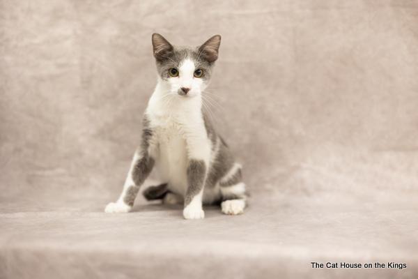 Ollie, an adoptable Domestic Short Hair in Parlier, CA, 93648 | Photo Image 7