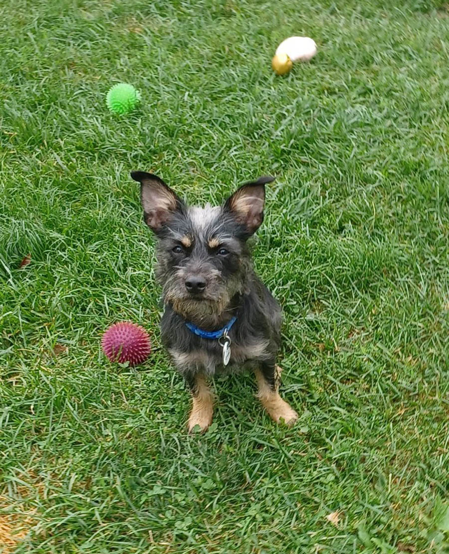 GONZO in WI, an adoptable Cairn Terrier in Sturgeon Bay, WI, 54235 | Photo Image 1