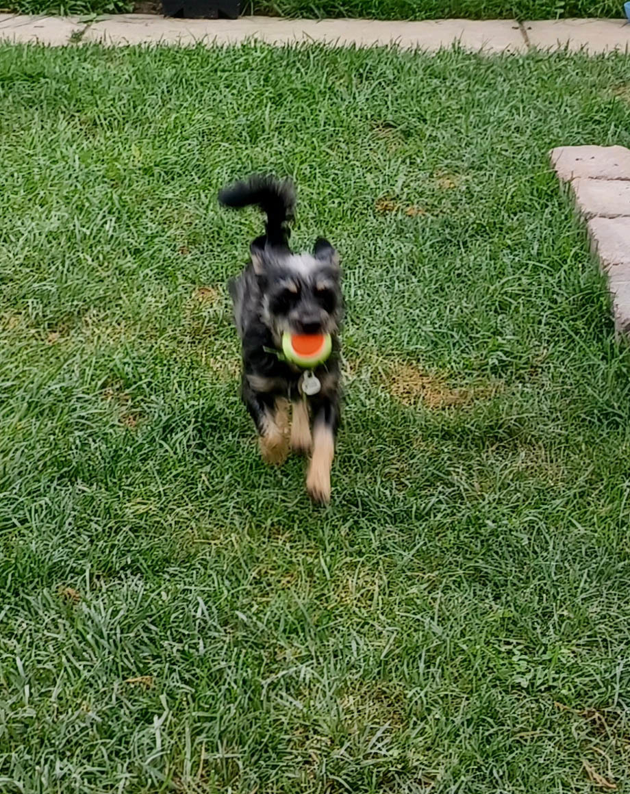 GONZO in WI, an adoptable Cairn Terrier in Sturgeon Bay, WI, 54235 | Photo Image 2