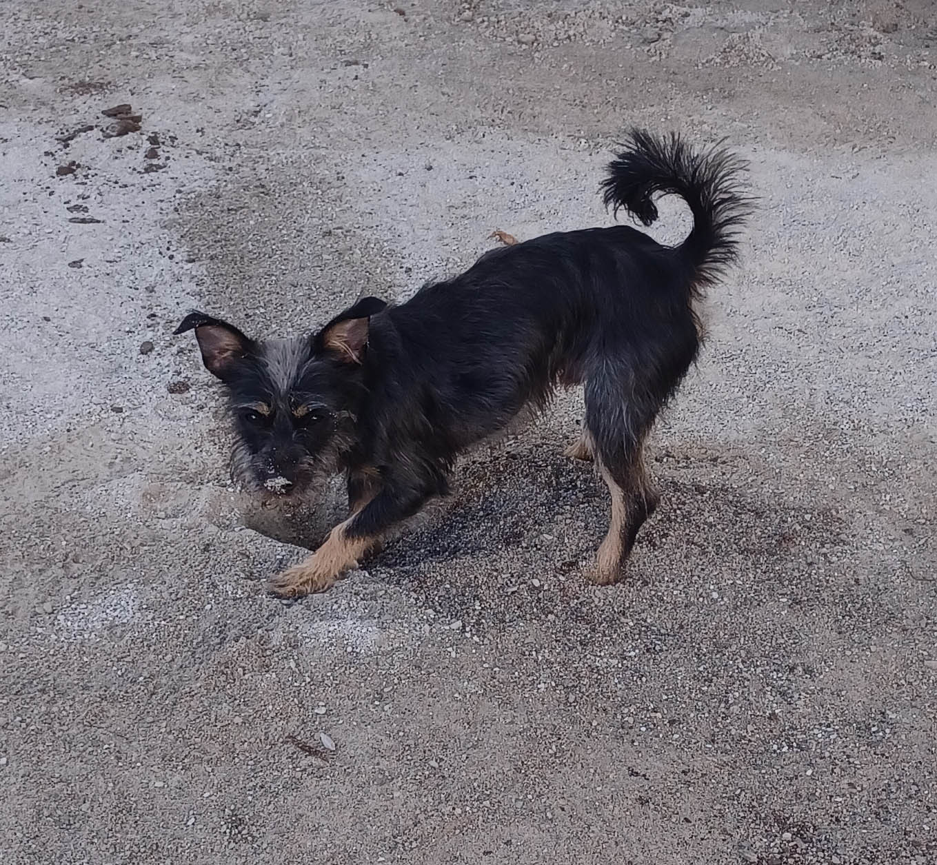 GONZO in WI, an adoptable Cairn Terrier in Sturgeon Bay, WI, 54235 | Photo Image 3