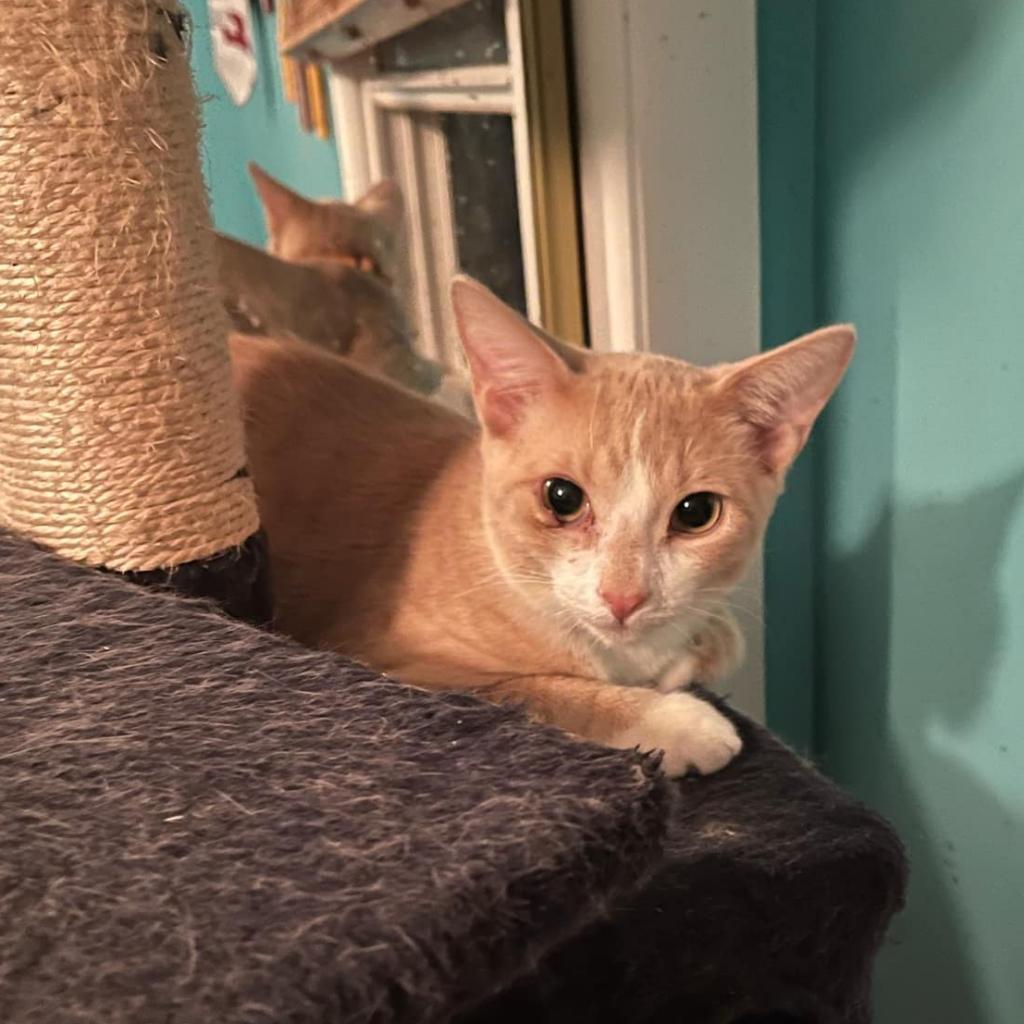Champy, an adoptable Domestic Short Hair in Madison, WI, 53716 | Photo Image 1