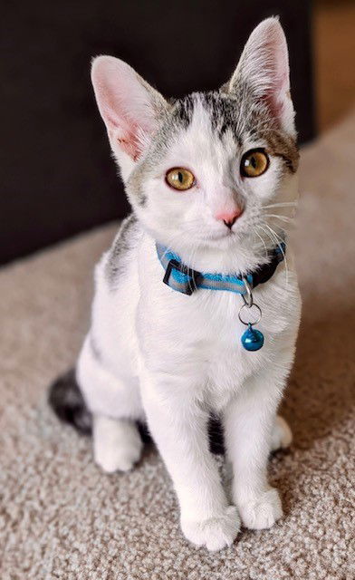 Nifra, an adoptable Domestic Short Hair in Eureka, MO, 63025 | Photo Image 1