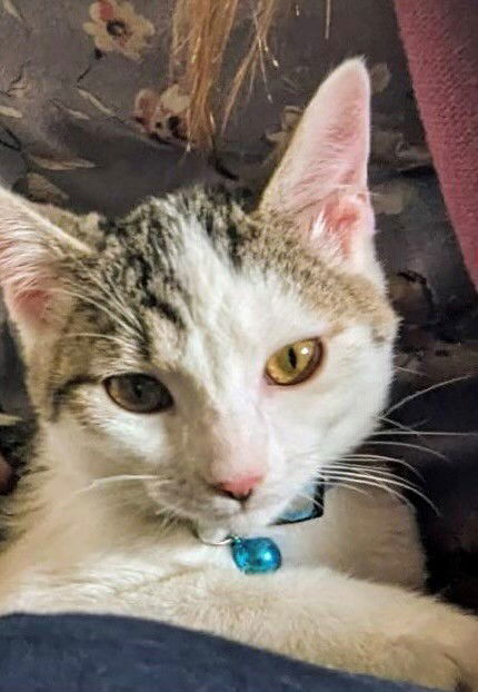 Nifra, an adoptable Domestic Short Hair in Eureka, MO, 63025 | Photo Image 3