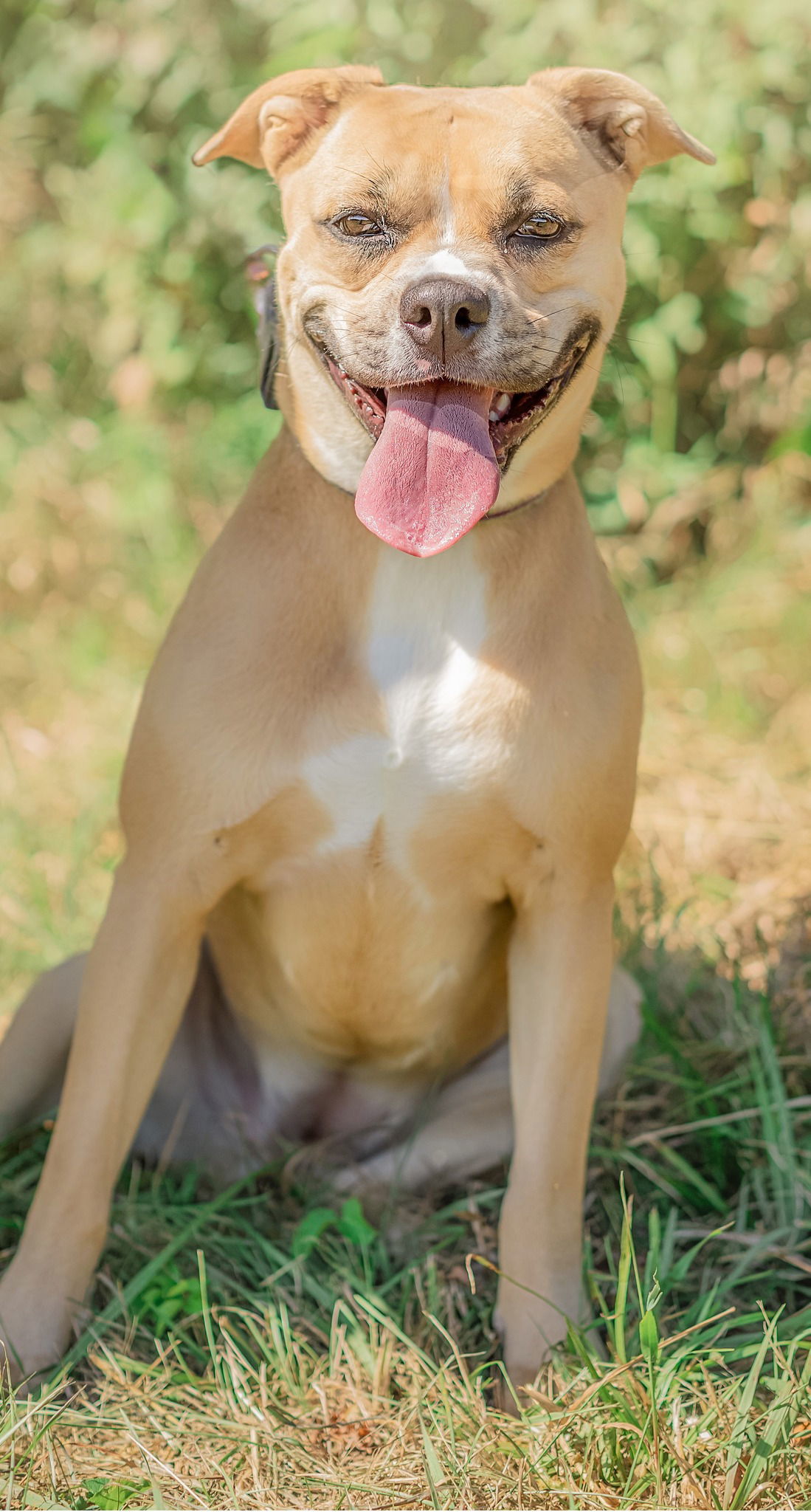 Daisy, an adoptable Boxer, American Bulldog in Knoxville, IA, 50138 | Photo Image 1