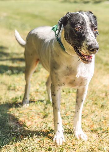 Sawyer, an adoptable Hound in Knoxville, IA, 50138 | Photo Image 1