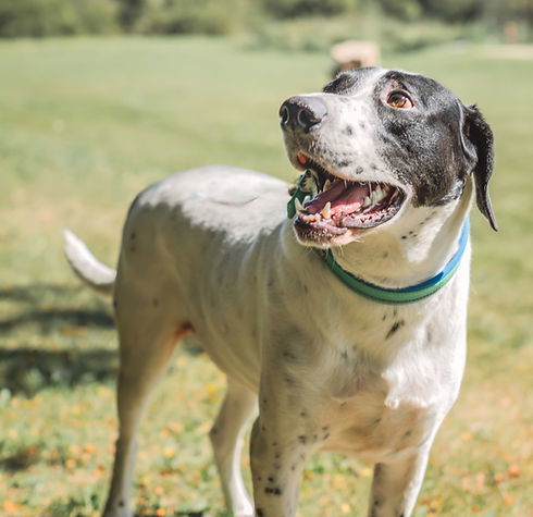 Sawyer, an adoptable Hound in Knoxville, IA, 50138 | Photo Image 2
