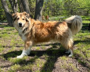 Prince, Adult Male Collie