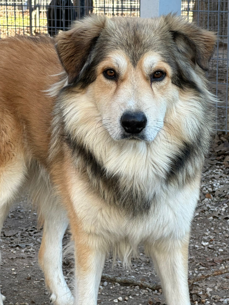 Prince, an adoptable Collie, Shepherd in Farmersville, TX, 75442 | Photo Image 3