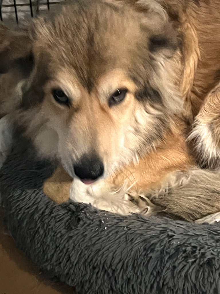 Prince, an adoptable Collie, Shepherd in Farmersville, TX, 75442 | Photo Image 4