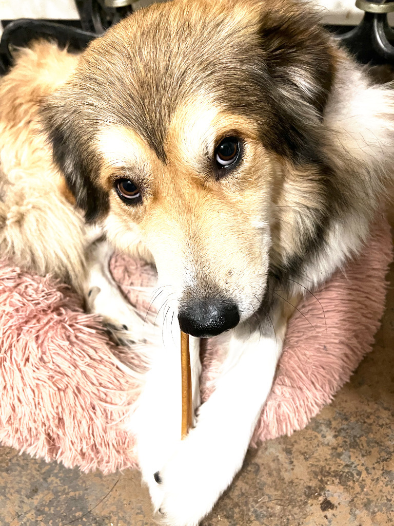 Prince, an adoptable Collie, Shepherd in Farmersville, TX, 75442 | Photo Image 6
