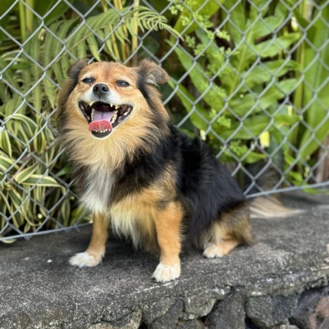 Dolly, an adoptable Mixed Breed in Keaau, HI, 96749 | Photo Image 1