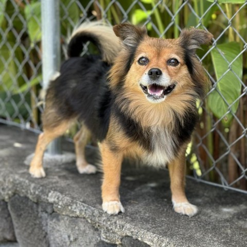 Dolly, an adoptable Mixed Breed in Keaau, HI, 96749 | Photo Image 2