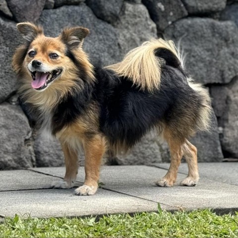 Dolly, an adoptable Mixed Breed in Keaau, HI, 96749 | Photo Image 3