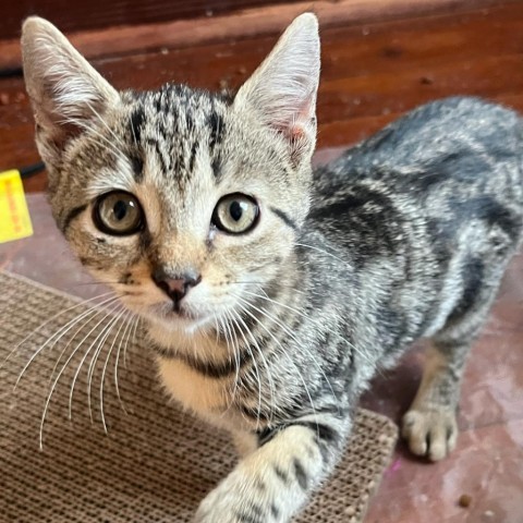 Tux Kitten: Oliver 1