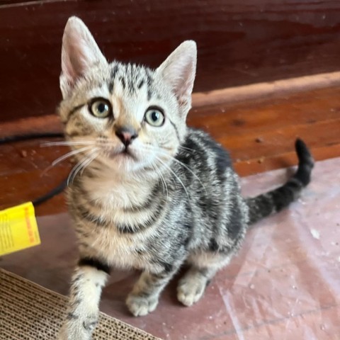 Tux Kitten: Oliver