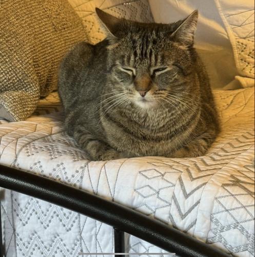 Gus, an adoptable Domestic Short Hair, Tabby in Webster, MA, 01570 | Photo Image 1