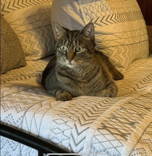 Gus, an adoptable Domestic Short Hair, Tabby in Webster, MA, 01570 | Photo Image 2