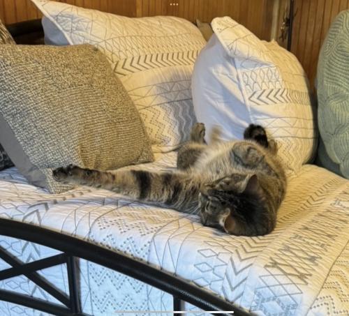 Gus, an adoptable Domestic Short Hair, Tabby in Webster, MA, 01570 | Photo Image 3