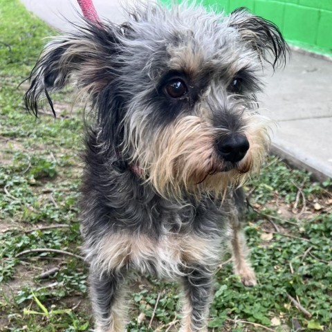 Lily, an adoptable Terrier, Mixed Breed in Laredo, TX, 78041 | Photo Image 1