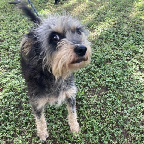 Lily, an adoptable Terrier, Mixed Breed in Laredo, TX, 78041 | Photo Image 2