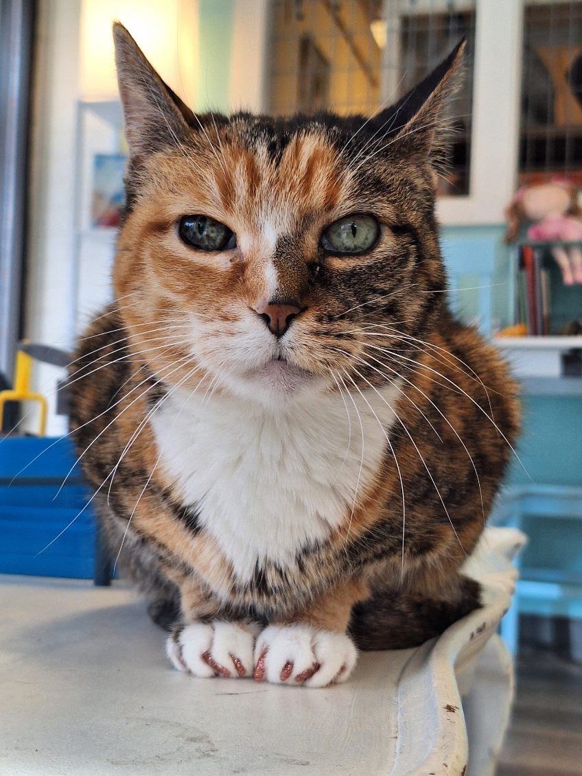 Kitty, an adoptable Domestic Short Hair in Bothell, WA, 98012 | Photo Image 1