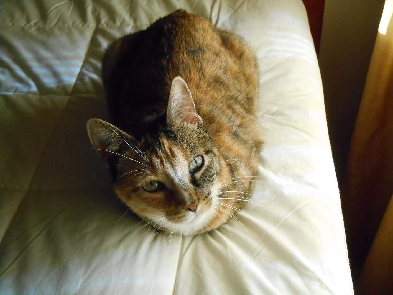 Kitty, an adoptable Domestic Short Hair in Bothell, WA, 98012 | Photo Image 2