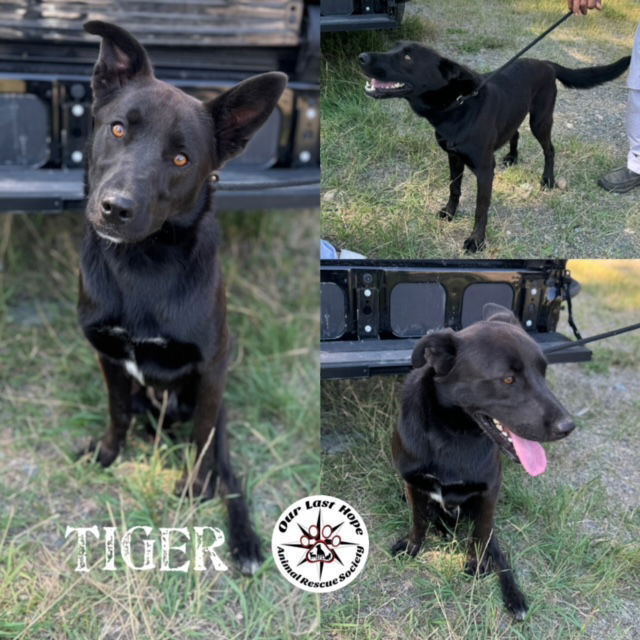 Tiger, an adoptable Labrador Retriever, Australian Cattle Dog / Blue Heeler in Princeton, BC, V0X 1W0 | Photo Image 1