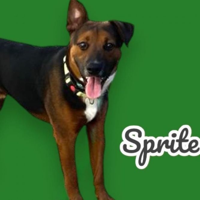 Sprite