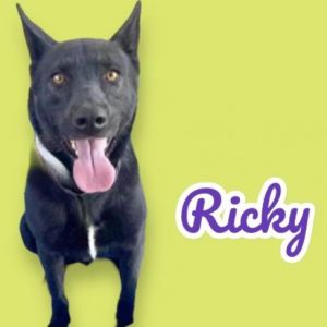 Ricky