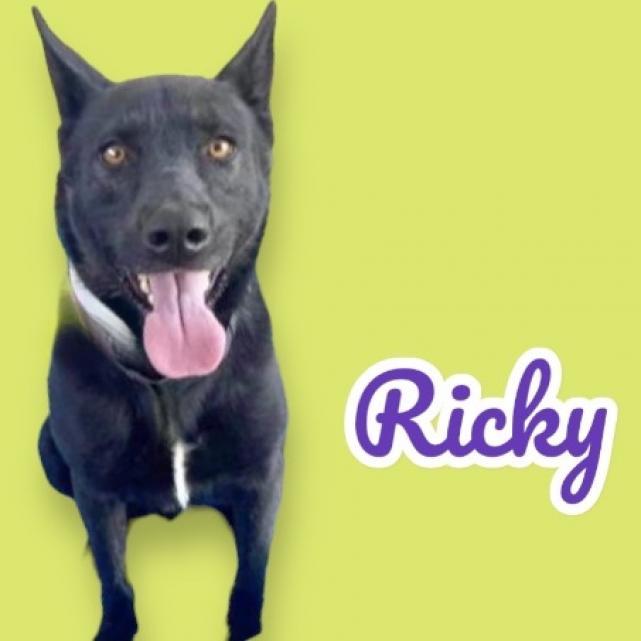 Ricky 1