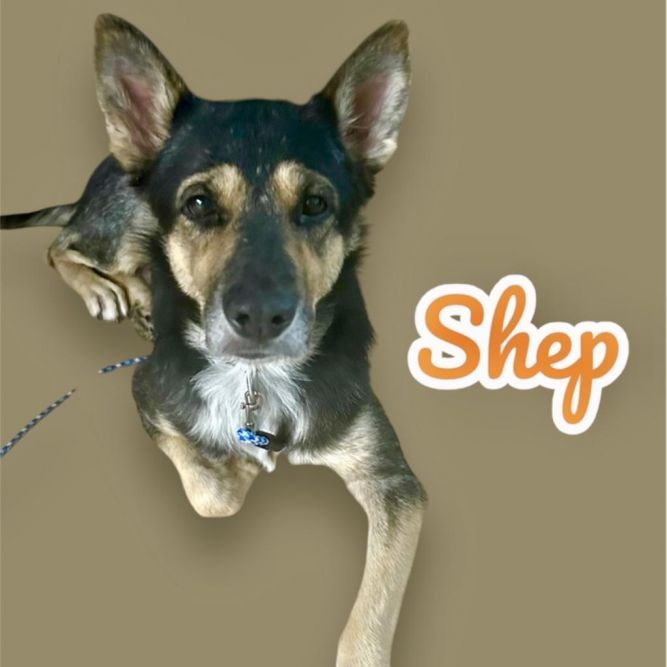 Shep - adoption pending