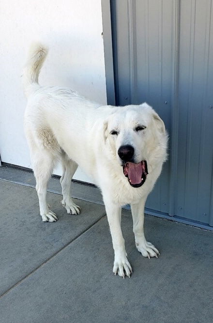 GRINGO, an adoptable Great Pyrenees, Akbash in Peyton, CO, 80831 | Photo Image 1