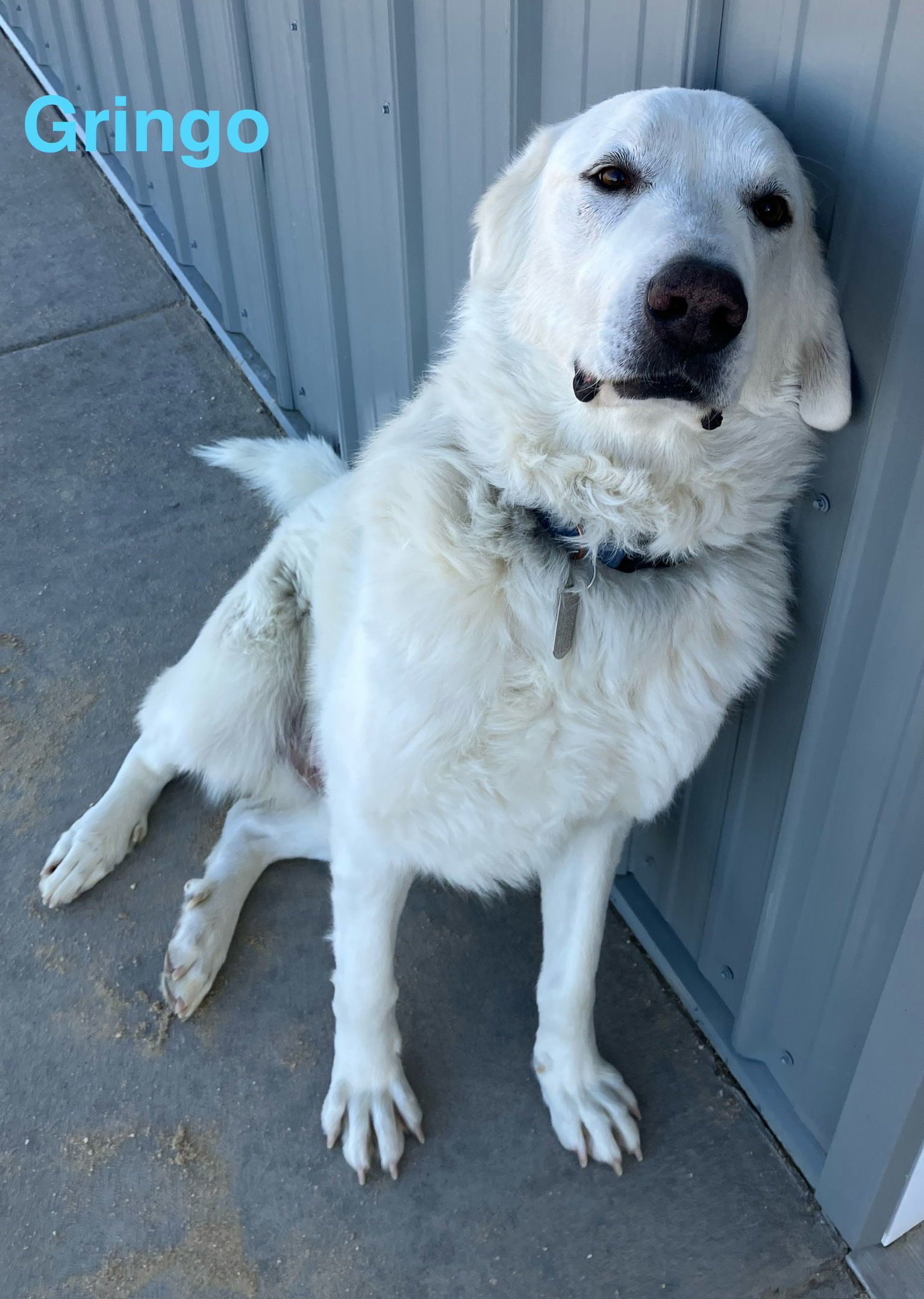 GRINGO, an adoptable Great Pyrenees, Akbash in Peyton, CO, 80831 | Photo Image 1