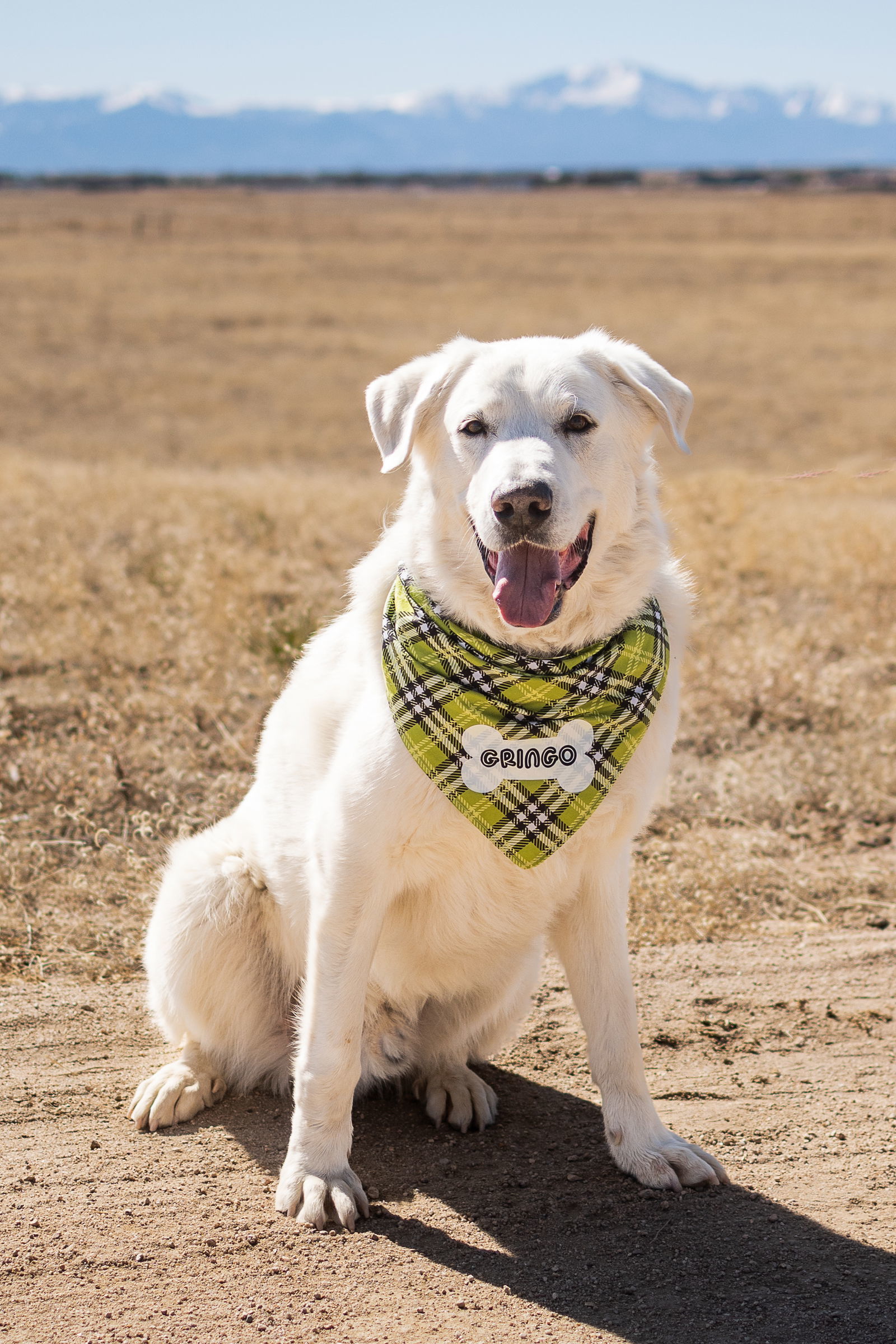 GRINGO, an adoptable Great Pyrenees, Akbash in Peyton, CO, 80831 | Photo Image 1