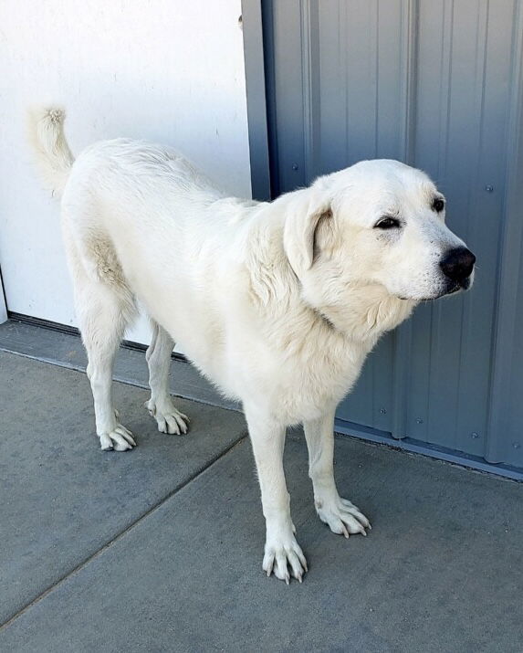 GRINGO, an adoptable Great Pyrenees, Akbash in Peyton, CO, 80831 | Photo Image 2