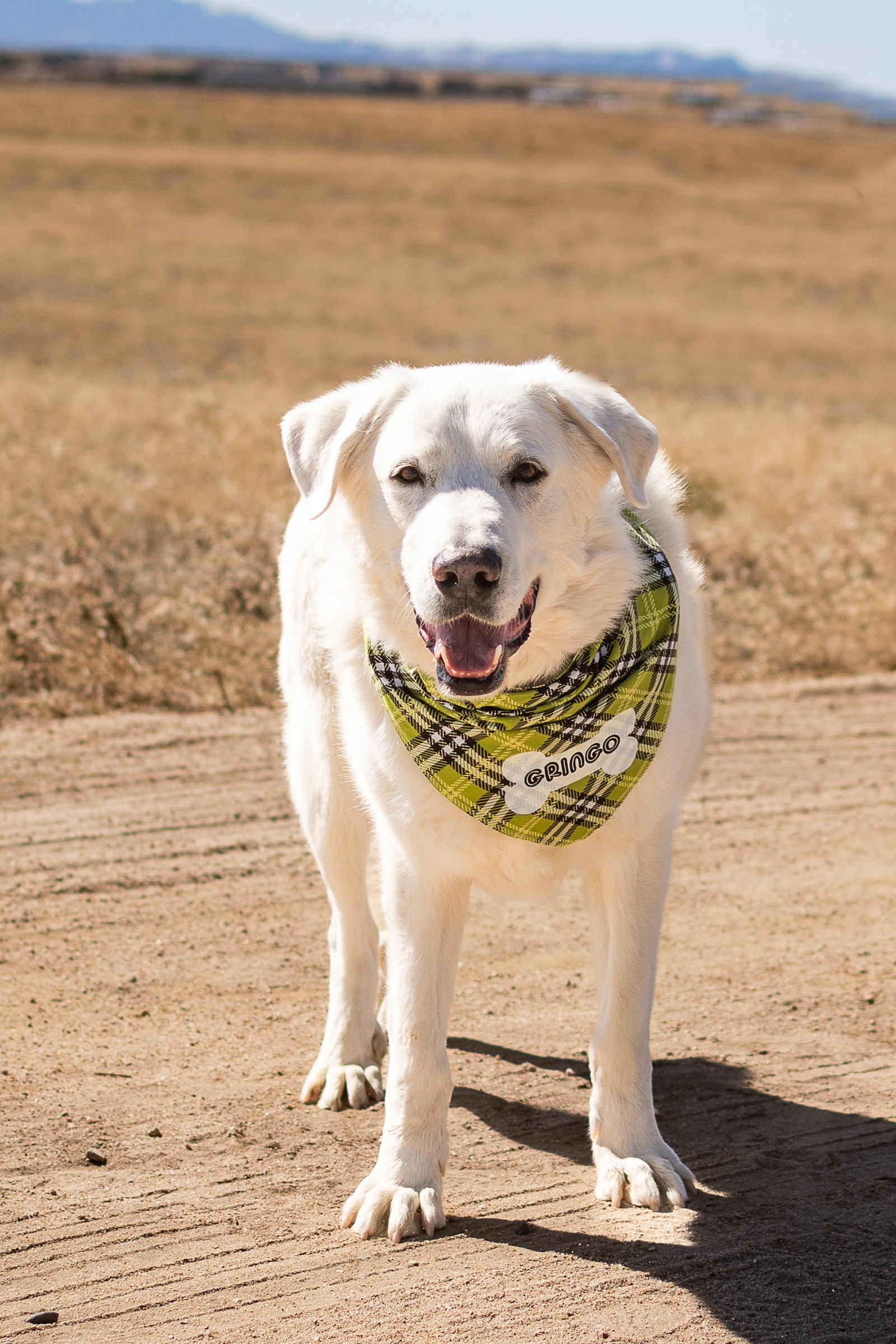 GRINGO, an adoptable Great Pyrenees, Akbash in Peyton, CO, 80831 | Photo Image 2