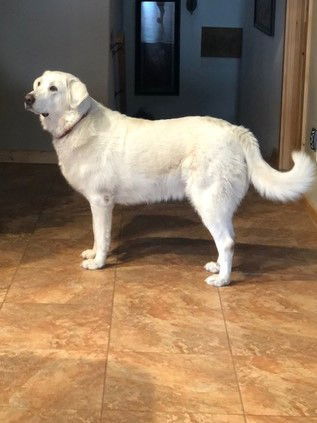 GRINGO, an adoptable Great Pyrenees, Akbash in Peyton, CO, 80831 | Photo Image 3