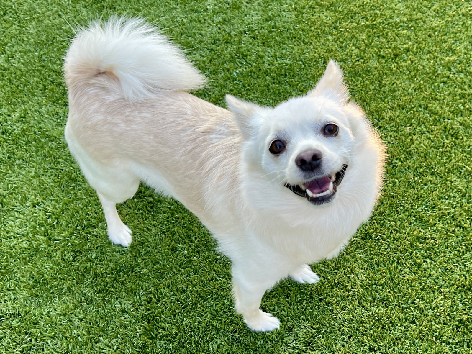 NARO, an adoptable Spitz, Pomeranian in Agoura Hills, CA, 91301 | Photo Image 1