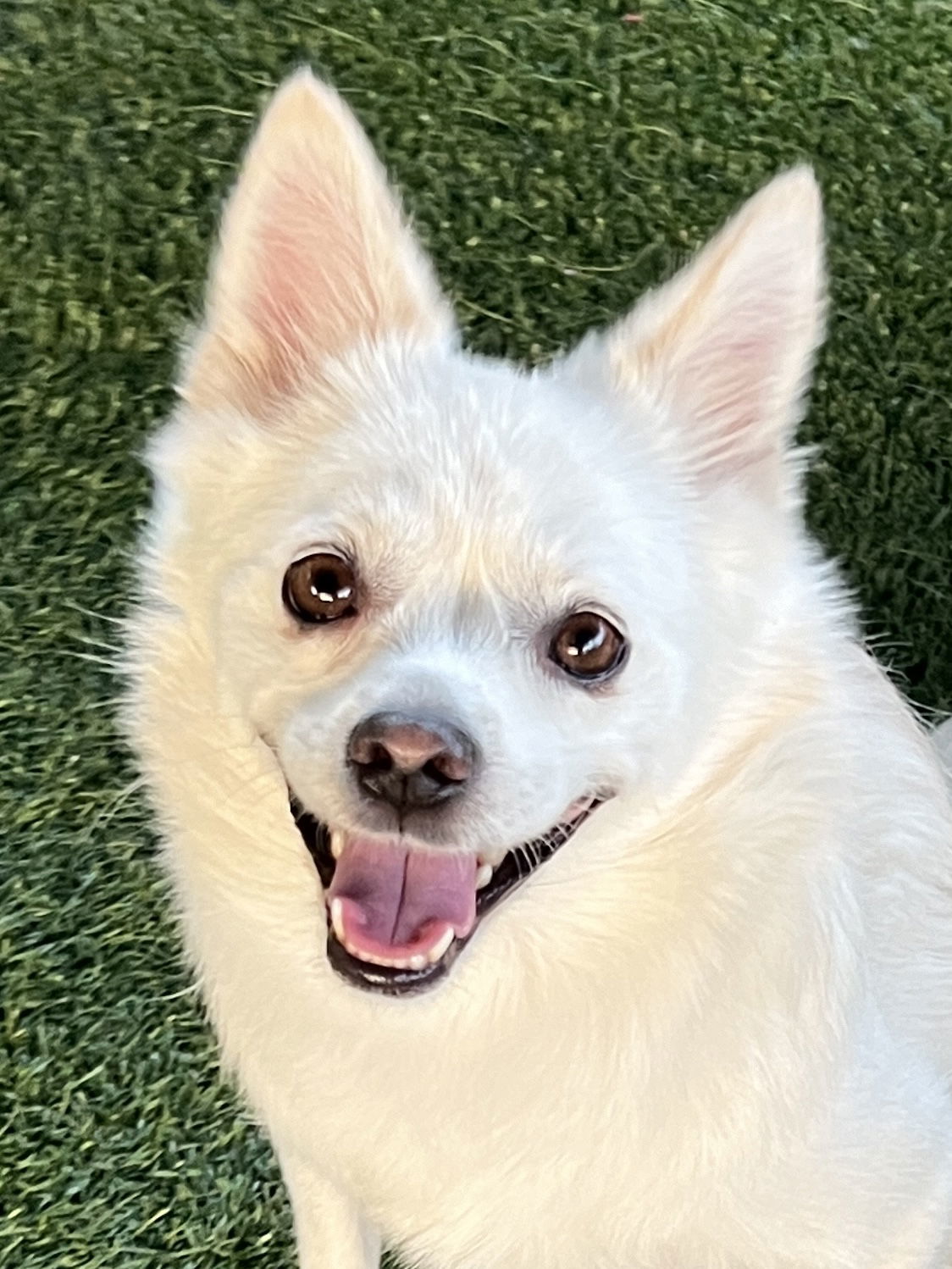 NARO, an adoptable Spitz, Pomeranian in Agoura Hills, CA, 91301 | Photo Image 3