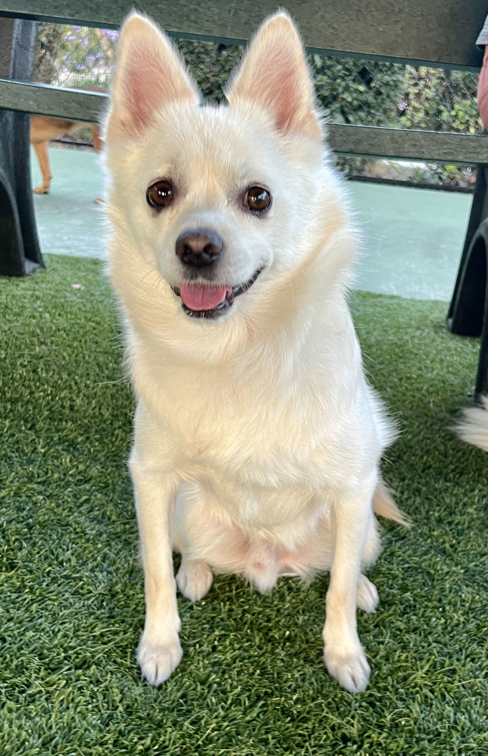 NARO, an adoptable Spitz, Pomeranian in Agoura Hills, CA, 91301 | Photo Image 4