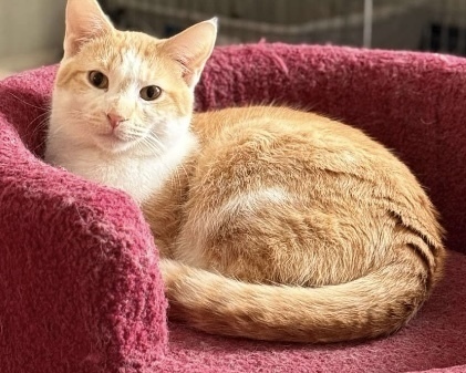 Chandler Bing, an adoptable Domestic Short Hair in Clarksville, TN, 37042 | Photo Image 1