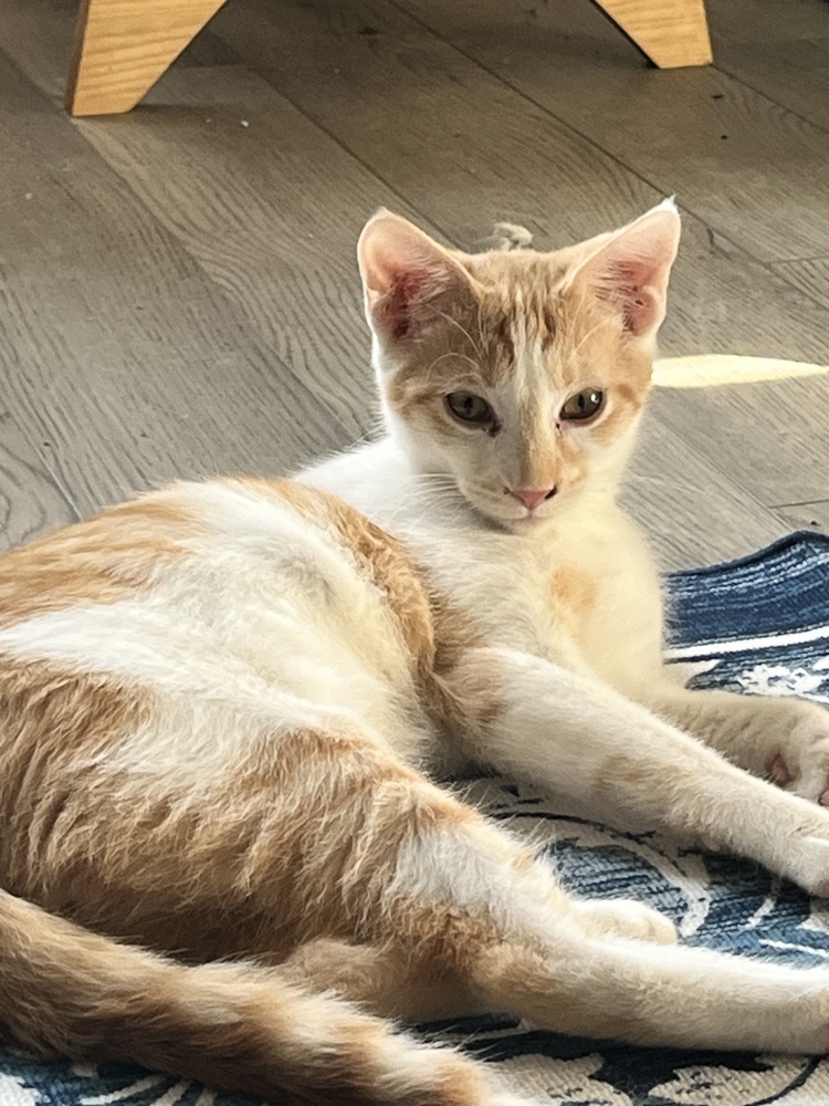 Chandler Bing, an adoptable Domestic Short Hair in Clarksville, TN, 37042 | Photo Image 2